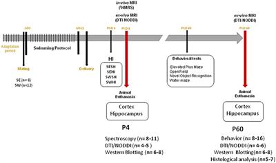 Brain Metabolism Alterations Induced by Pregnancy Swimming Decreases Neurological Impairments Following Neonatal Hypoxia-Ischemia in Very Immature Rats